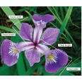 AFA Case Study - Flower species recognition
